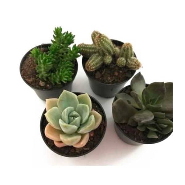 Mini Suculenta com Rótulo Personalizado